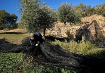 Priorat Olive Oil Route