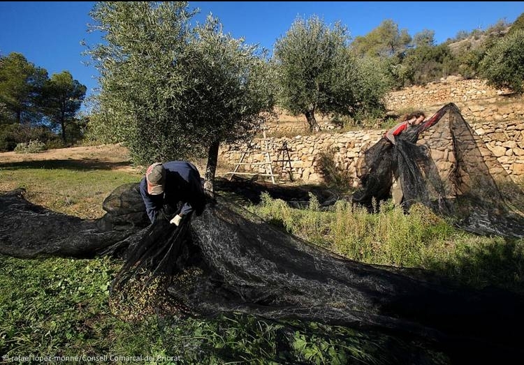 Priorat Olive Oil Route