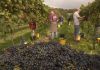 Grapes being harvested at the Tenterden Vineyard Park in Kent.