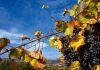 Vineyards in Lower Austria
