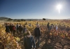 Penedès Wine Route